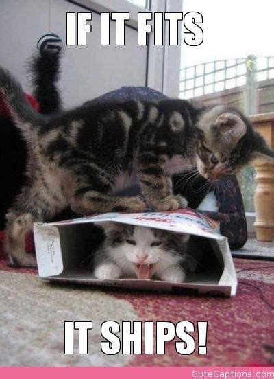 If It Fits It Ships Funny Cat Pictures Funny Cat Photos Funny Animals
