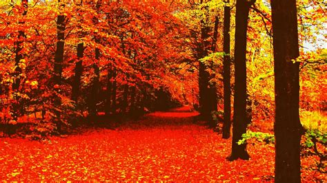 Aesthetic Autumn Wallpapers Wallpaper Cave