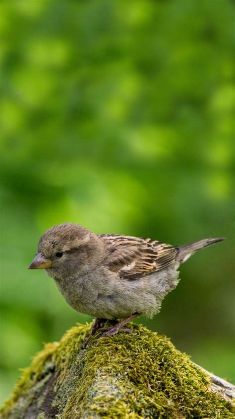 Sparrow Bird Wallpaper