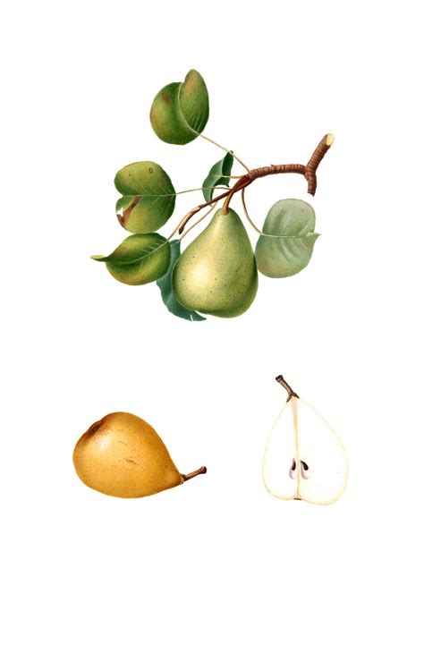Pears Fruit Vintage Art Free Stock Photo Public Domain Pictures