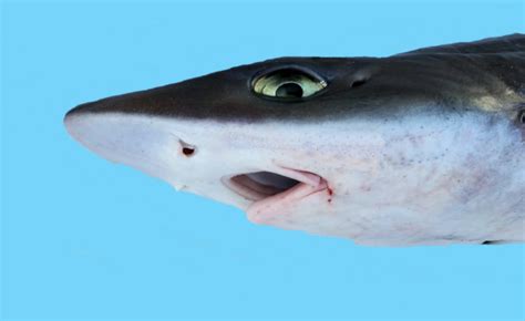 White Margin Fin Houndshark Mustelus Albipinnis Shark Database