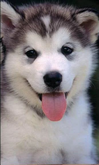 Arctic Wolf With Blue Eyes Beautiful Life Of Mine Wolf Puppy Blue