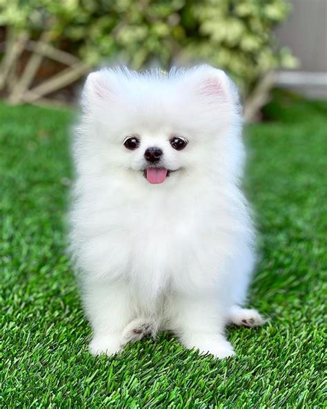 14 Top Notch Facts About Live Toys Pomeranian Dogs Petpress