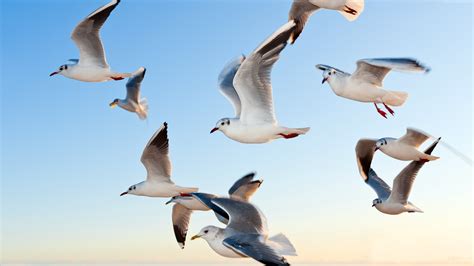 Seagulls Flying Wallpaper Animals Wallpaper Better