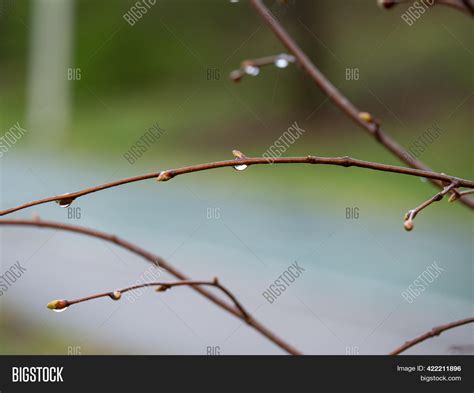 Thin Leafless Twigs Image And Photo Free Trial Bigstock