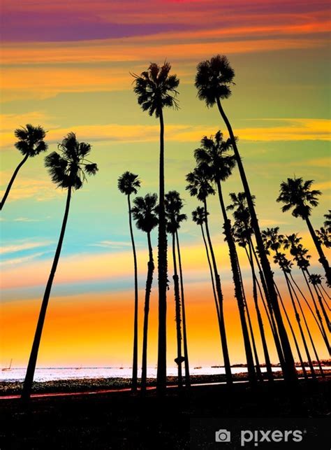 Wall Mural California Sunset Palm Tree Rows In Santa Barbara Pixersuk