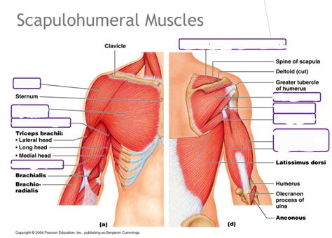 Kines 202 Scapulohumeral Muscles Diagram Quizlet