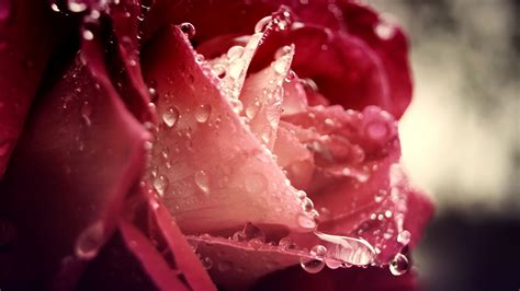 Download Wallpaper 3840x2160 Dew Drops Flower Rain Rose