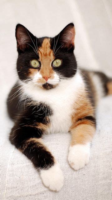 Best 25 Calico Cat Names Ideas On Pinterest