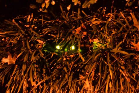 Halloween Decorations Diy Glowing Eyes In The Bushes