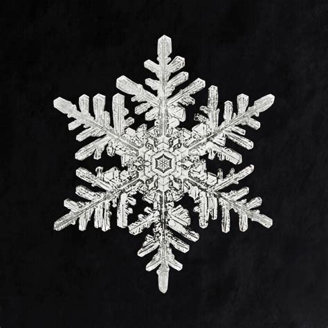 Wilson Bentleys Snowflake 1152 Ca 1890 Free Public Domain Photo