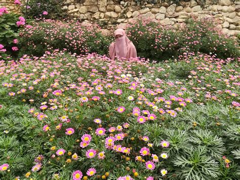 There are 4 notable rose gardens in cameron highlands. Pengalaman Bercuti Di Rose Center Cameron Highland - RINA ZUL