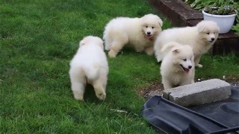 Samoyed Puppies For Sale Youtube