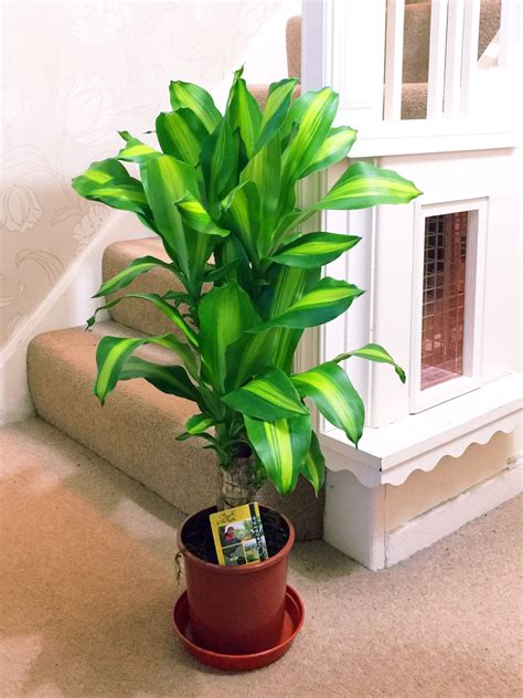 Easyplants Traditional Evergreen Indoor Plant Garden Tree Pot House