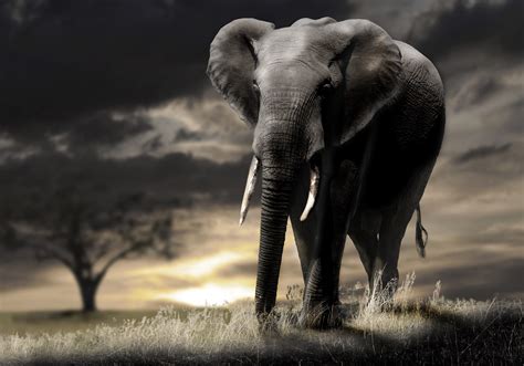 3840x2688 Elephant 4k Wallpaper For Computer Hd Elephant Save The