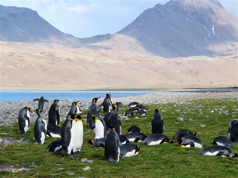 South Georgia Islands Antarctica Free Photo On Pixabay Pixabay