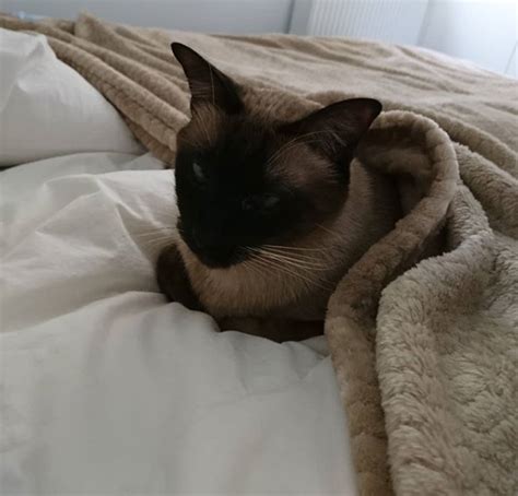 14 Things That Siamese Cats Do Not Like But Can Not Say