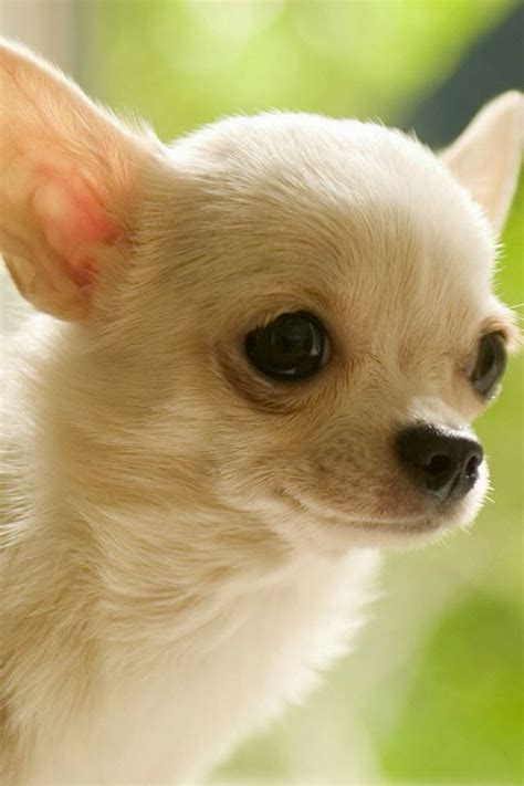 Chihuahua Small Dog Breeds Dogs Dog Breeds