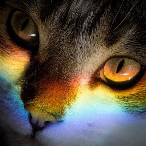 Your Cat Too Rainbow Cat Cats Pretty Cats