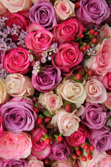 20 Wallpaper Flower Pink Rose Galeri Bunga Hd