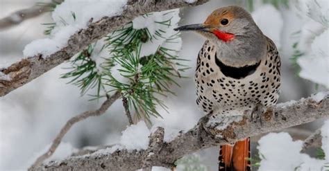 The 10 Largest Woodpeckers In The World A Z Animals