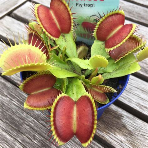 Good food menus at reasonable prices. Carnivorous Plants at Twig and Berry - Home | Facebook