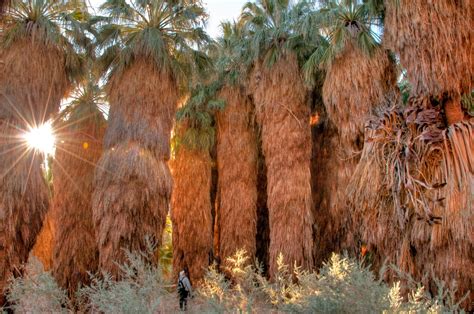 See The Worlds Largest Reserve Of Fan Palms Visit Palm Springs