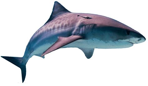 Shark Png Transparent Sharkpng Images Pluspng