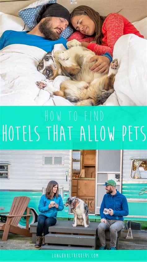 On The Go And Need To Find A Hotel That Allows Pets Look No Further