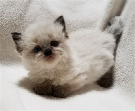 Nit for sale just for stud duties hello welcome to my advertisement i have a beautiful big boy names socks who is a pedigree ragdoll who would make beautiful baby's. Ragdoll Kittens for Sale in Florida Miami Orlando Tampa ...