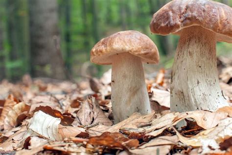 La ricerca dei funghi porcini | Brescia a Tavola News