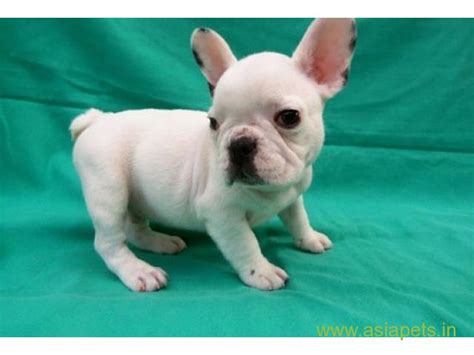 If you are looking to adopt or buy a frenchy take a look here! French bulldog puppies for sale in Coimbatore on Best ...