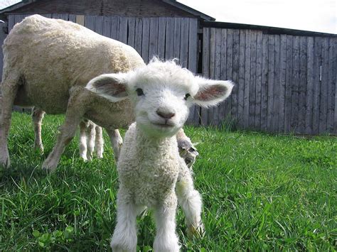 Leicester Longwool Sheep Cute Baby Animals Cute Animals Pretty Animals