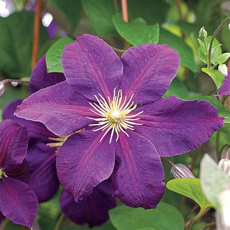 I love this color combination! 70+ Beautiful Purple Flowers (Care & Growing Tips ...