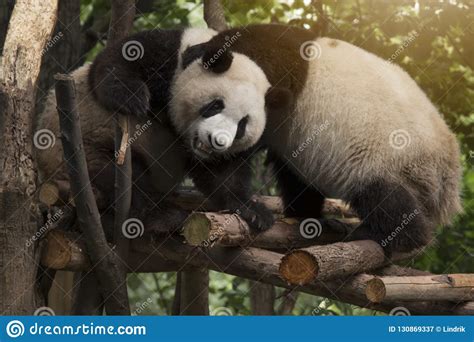 Panda Sits In The Forest Stock Image Image Of Cute 130869337