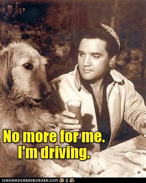 Designated Driver I Has A Hotdog Dog Pictures Funny Pictures Of