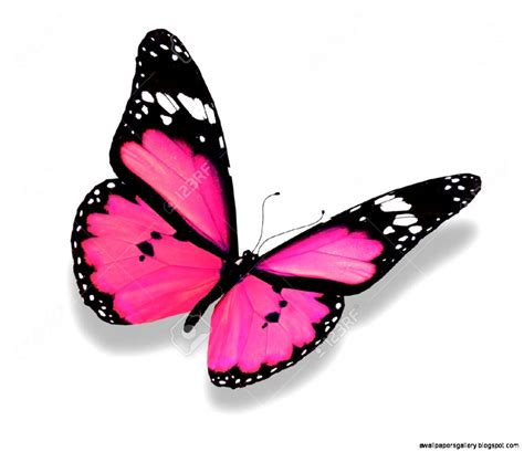 Pictures Of Pink Butterflies Wallpapers Gallery