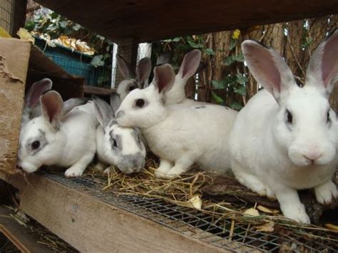 Pin On Rabbits