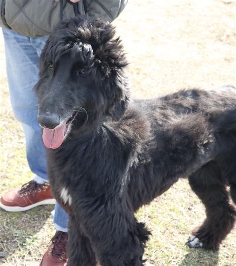 We did not find results for: 「イケメン穏やかルシファー7歳」神奈川県 - 犬の里親募集(297321 ...