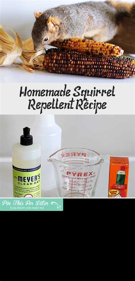 Skunks are nocturnal and their eyes are very light thanks to everyone who contributed their homemade remedies. Homemade Squirrel Repellent Recipe | Homemade, Food ...