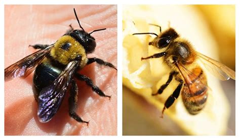 Carpenter Bees Vs Honey Bees How To Tell These Bugs Apart