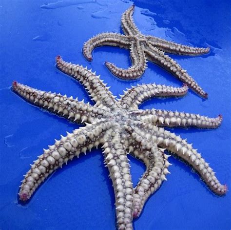 Starfish With Record Eight Legs Is Found Off British Coast ~ Somethin