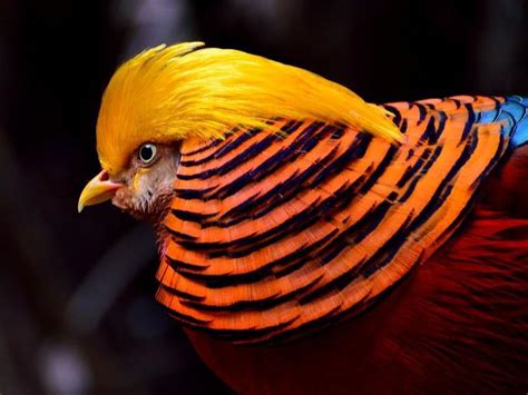 The Most Exotic Animals In The World List With Pictures