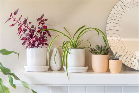 How To Decorate Your Home With Indoor Plants Hujaifa
