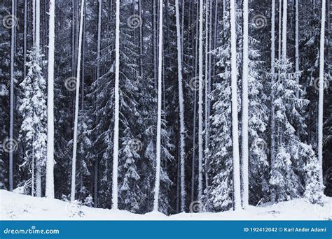 A View Of Wintery And Snowy Coniferous Boreal Forest Stock Photo