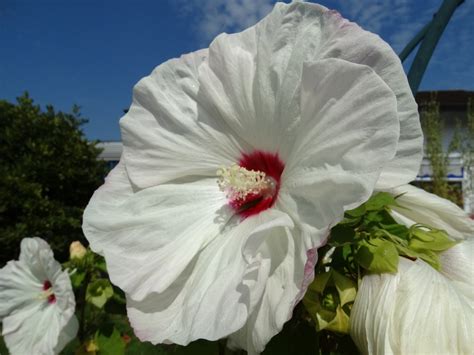 Gratis Billeder Natur Blomst Hvid Kronblad Flor Flora Blomster