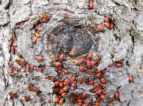 Red Bug Insects Eating Old Wood Stock Photo Image Of Dead Closeup