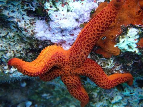 Red Sea Star On Rock Underwater Mediterranean Sea Stock Photo Image