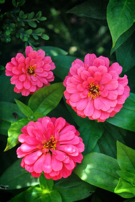 13 Pretty Pink Flowers For A Gorgeous Garden Southern Living