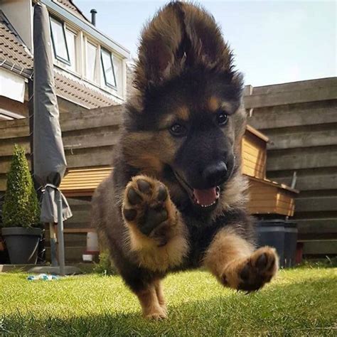 Are German Shepherd Puppies Playful